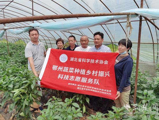 省科協(xié)邀請(qǐng)農(nóng)技專家把農(nóng)技送到楊葉鎮(zhèn)蔬菜大棚.jpg.jpg