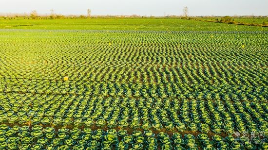 DJI_0105嘉魚(yú)縣潘家灣鎮(zhèn)萬(wàn)畝蔬菜基地  雷平攝.jpg.jpg