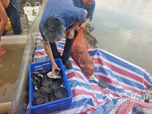 放甲魚(yú).jpg