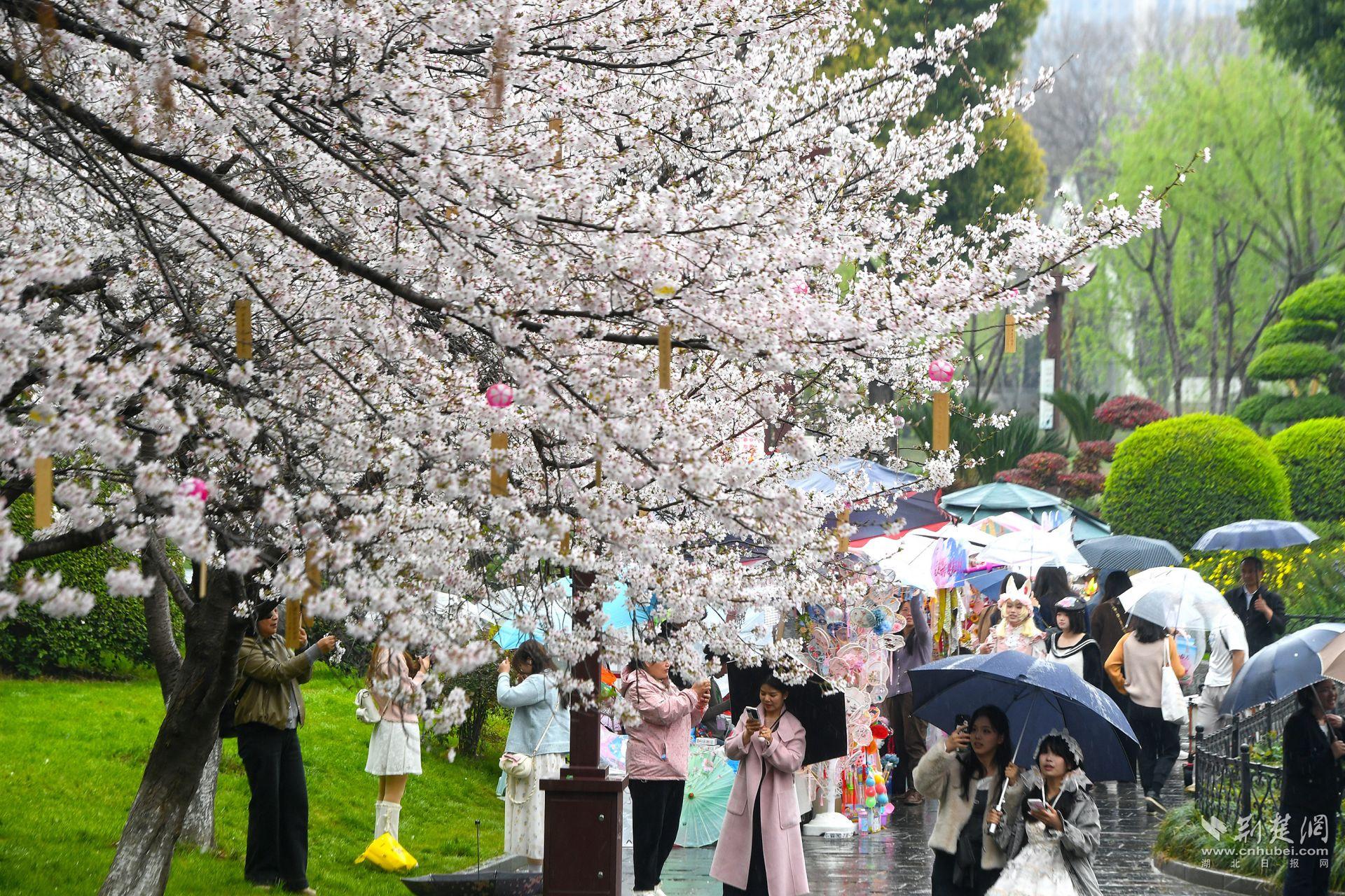 市民在堤角公園雨中賞櫻，1300余株櫻花按花期分為早、中、晚三期，紅粉白綠四色交織，花期可持續(xù)至四月上旬，游客總能找到心頭好.j